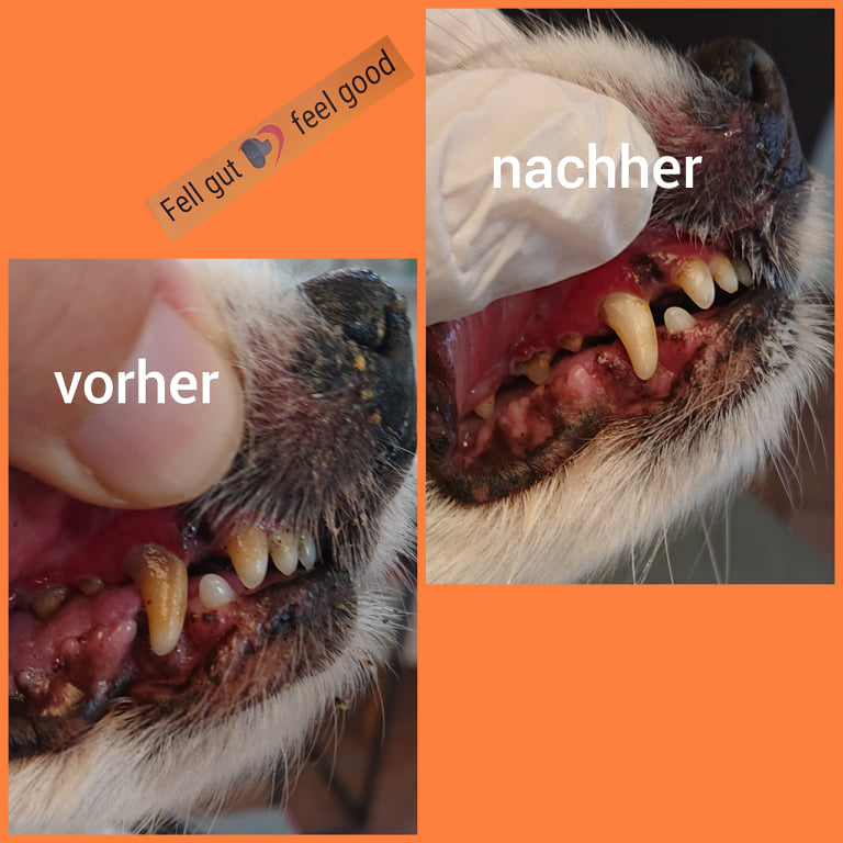 Zahnreinigung Fell gut feel good Hundefriseur in Neustadt i.H.