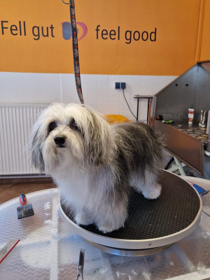 Fell gut - feel good Hundefriseurin Oda Köhnke Neustadt in Holstein
